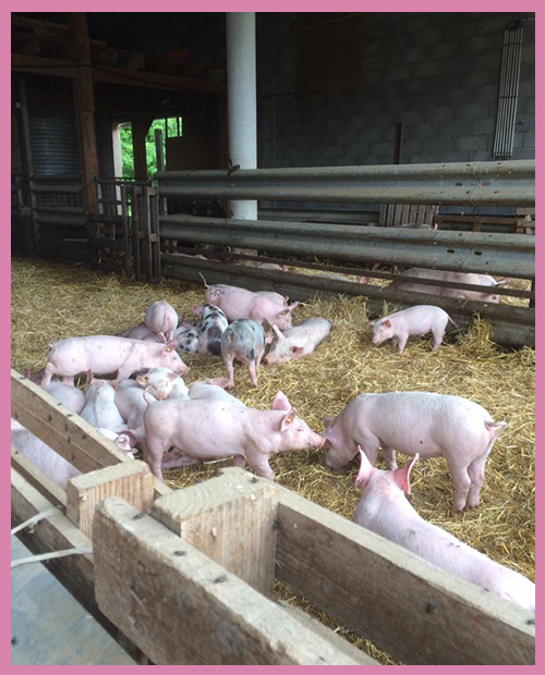 FERME DU LAUZON